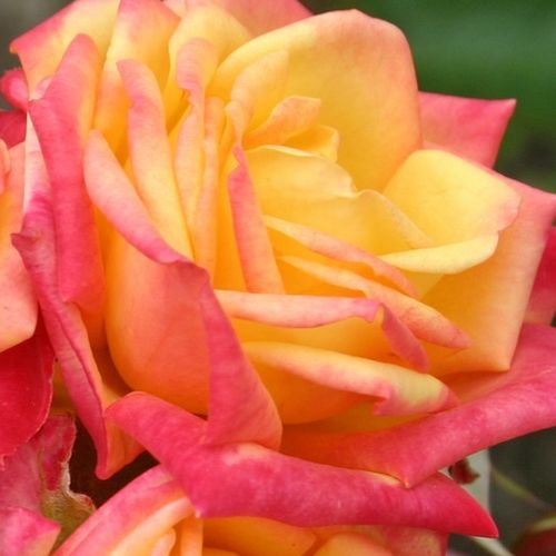 Růže eshop - Rosa  Little Sunset ® - bez vůni - Stromková růže s drobnými květy - žlutá - červená - W. Kordes & Sons - stromková růže s kompaktním tvarem koruny - -